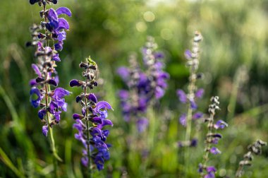 Güzel çiçek arkaplanı. Çayır bilgesi, çayır tarlası, Salvia pratensis..