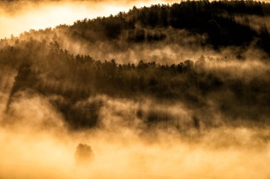 Güneşin doğuşunda sisli bir orman. Branisko Dağları, Spis, Slovakya.