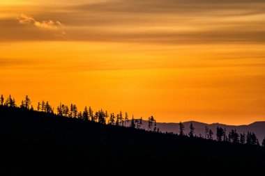 Gün doğumuna karşı dağlarda ağaç siluetleri. Tatra Dağları, Slovakya.