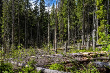 Ölü ladin ormanı hava kirliliği ve kabuk böcekleri tarafından yok edildi. Tatra Dağları, Slovakya.