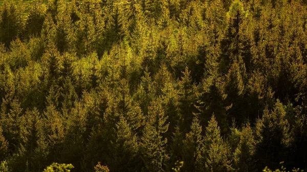 Forêt Épinettes Vert Fond Rétroéclairé Montagnes Tatra Slovaquie — Photo