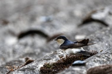 Yuva malzemesi toplayan bir kuş. Ortak Ev Martin, Delichon urbicum.