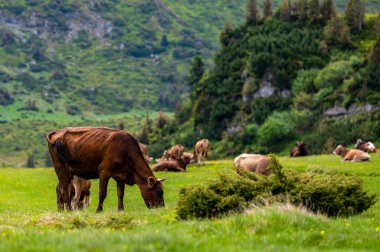 Dağ çayırında inekler. Rodna Dağları, Karpatlar, Romanya.