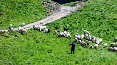 Dağ çayırlarında koyun ve keçi sürüleriyle çoban. Rodna Dağları, Karpatlar, Romanya.