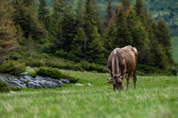 Krávy Horské Louce Rodné Hory Karpaty Rumunsko — Stock fotografie