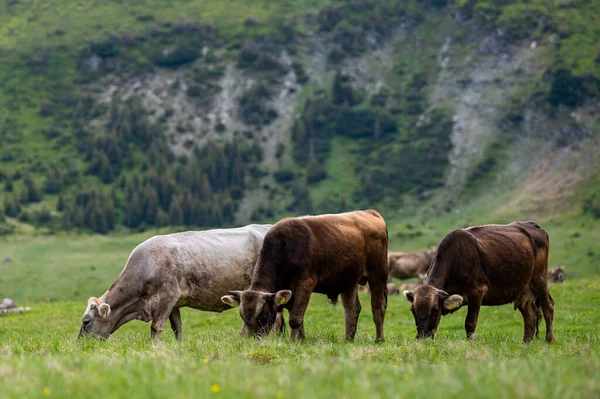 Krávy Horské Louce Rodné Hory Karpaty Rumunsko — Stock fotografie