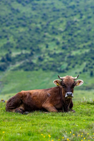 Корови Гірській Луці Гори Родна Карпати Румунія — стокове фото