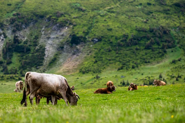 Krávy Horské Louce Rodné Hory Karpaty Rumunsko — Stock fotografie