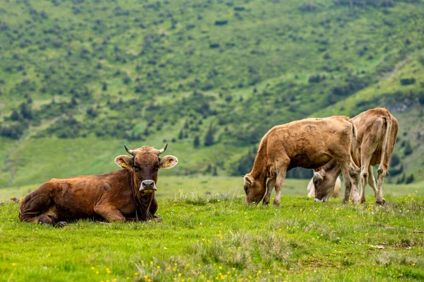 Krávy Horské Louce Rodné Hory Karpaty Rumunsko — Stock fotografie