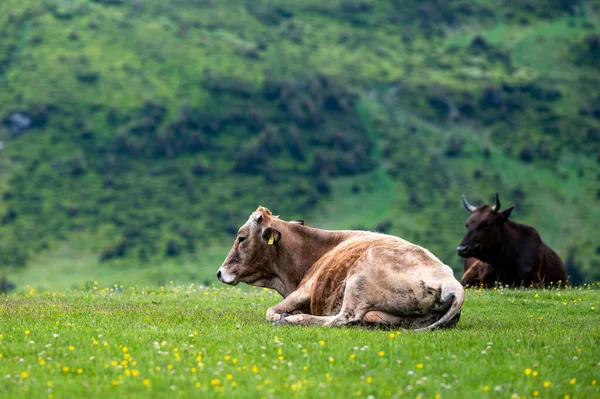 Krávy Horské Louce Rodné Hory Karpaty Rumunsko — Stock fotografie