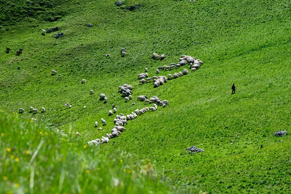 Пастух Стадом Овець Козлів Гірській Лузі Гори Родна Карпати Румунія — стокове фото