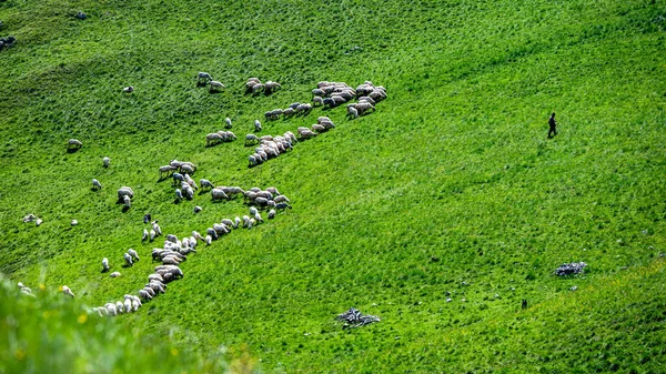 Pastýř Stádem Ovcí Koz Horské Louce Rodné Hory Karpaty Rumunsko — Stock fotografie