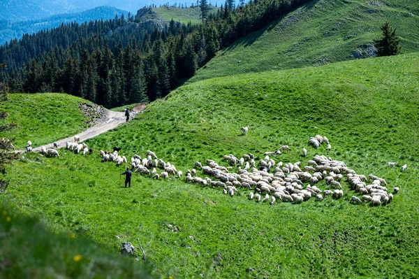 Pastýř Stádem Ovcí Koz Horské Louce Rodné Hory Karpaty Rumunsko — Stock fotografie