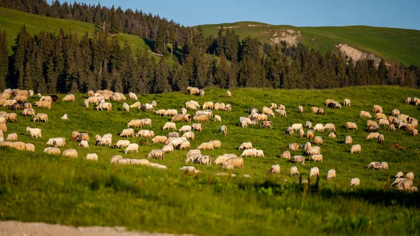 Stádo Ovcí Koz Horské Louce Rodné Hory Karpaty Rumunsko — Stock fotografie