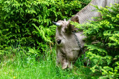Dağ çayırında inekler. Rodna Dağları, Karpatlar, Romanya.