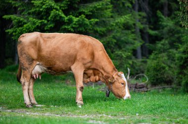 Dağ çayırında inekler. Rodna Dağları, Karpatlar, Romanya.