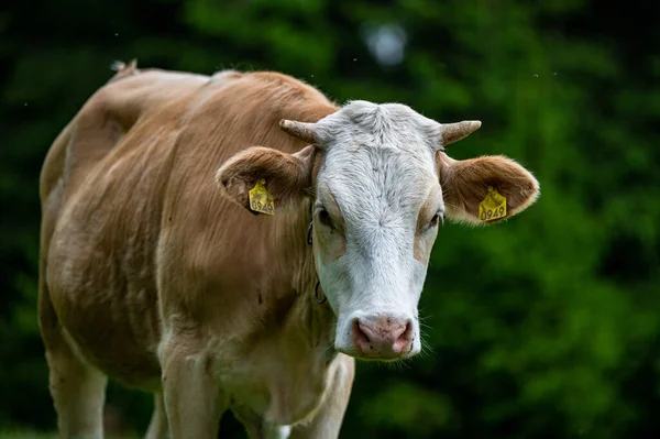 Dağ çayırında inekler. Rodna Dağları, Karpatlar, Romanya.