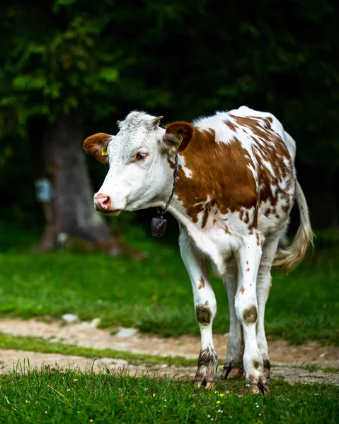 Корови Гірській Луці Гори Родна Карпати Румунія — стокове фото