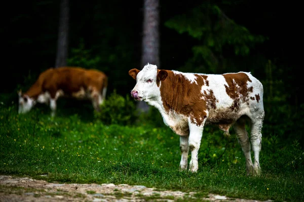 Vacas Prado Montaña Montañas Rodna Cárpatos Rumania — Foto de Stock