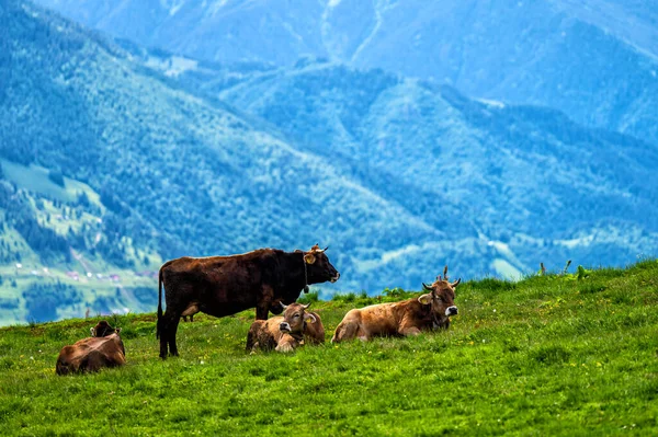 Kühe Auf Einer Bergwiese Maramures Gebirge Karpaten Rumänien — Stockfoto