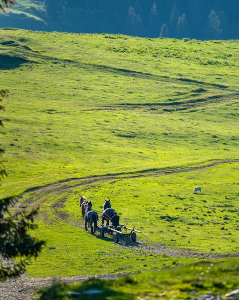 Farmář Jedoucí Vozíku Taženém Koňmi Rodné Hory Rumunsko — Stock fotografie