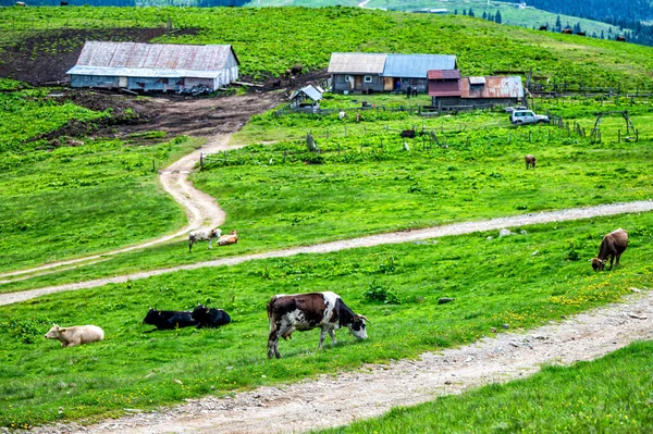 Dağlarda Eski Tarz Bir Sığır Çiftliği Maramures Dağları Karpatlar Romanya — Stok fotoğraf