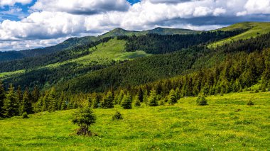 Mt. Cearcanul, Maramures Dağları Doğal Parkı, Karpatlar, Romanya.
