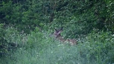 Kızıl Geyik (Cervus elaphus), Bieszczady Dağları, Karpatlar, Polonya.