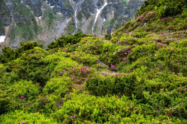 Rodna (Rodnei) dağlarının yaz manzarası, Karpatlar, Romanya.