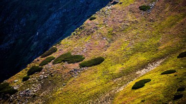 Rodna (Rodnei) dağlarının yaz manzarası, Karpatlar, Romanya.