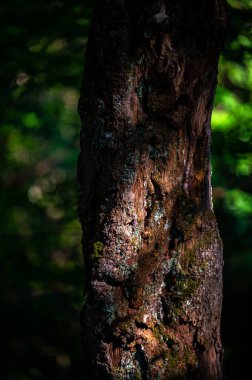 Fotokopi alanı olan eski, karanlık, ilkel bir ormanın yakın çekimi. Bieszczady Ulusal Parkı, Karpatlar, Polonya.