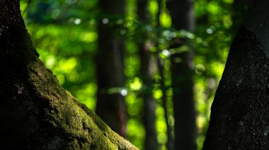 Fotokopi alanı olan eski, karanlık, ilkel bir ormanın yakın çekimi. Bieszczady Ulusal Parkı, Karpatlar, Polonya.