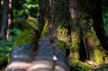 Fotokopi alanı olan eski, karanlık, ilkel bir ormanın yakın çekimi. Bieszczady Ulusal Parkı, Karpatlar, Polonya.