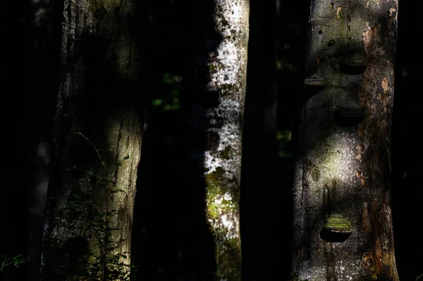 Close Uma Floresta Antiga Escura Primitiva Com Área Espaço Cópia — Fotografia de Stock