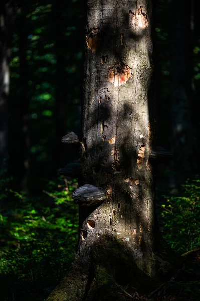 一个古老的 黑暗的 原始的森林的特写 带有复制的空间区域 波兰喀尔巴阡山脉Bieszczady国家公园 — 图库照片