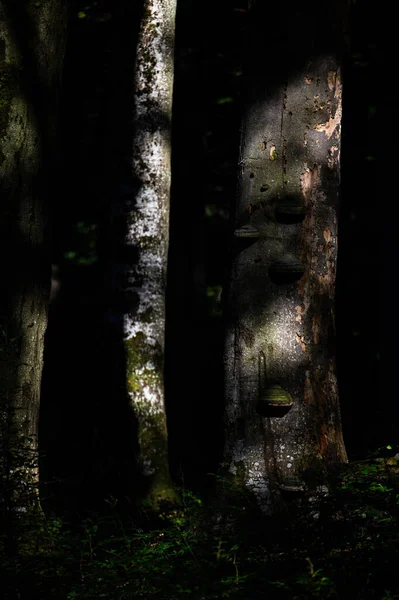 Primer Plano Bosque Antiguo Oscuro Primitivo Con Área Espacio Copia — Foto de Stock