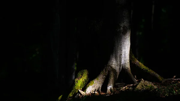 Close Uma Floresta Antiga Escura Primitiva Com Área Espaço Cópia — Fotografia de Stock