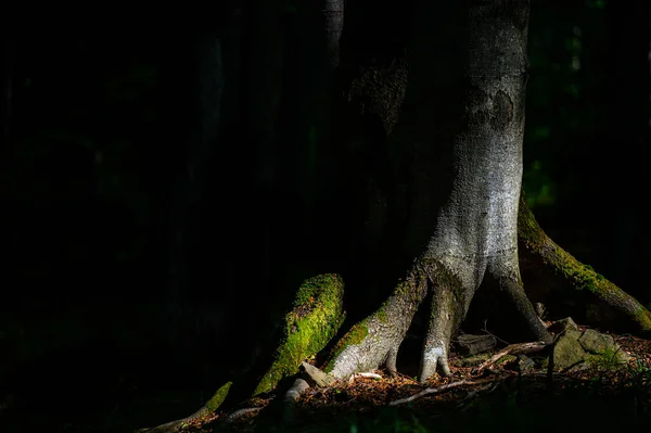 Sebuah Close Tua Gelap Hutan Purba Dengan Ruang Fotokopi Taman — Stok Foto