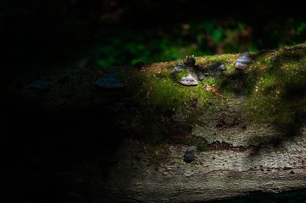 Zbliżenie Starego Ciemnego Pierwotnego Lasu Przestrzenią Kopiującą Bieszczadski Park Narodowy — Zdjęcie stockowe