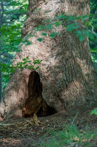 老冷杉树上的棕熊窝 波兰喀尔巴阡山脉Bieszczady山 — 图库照片