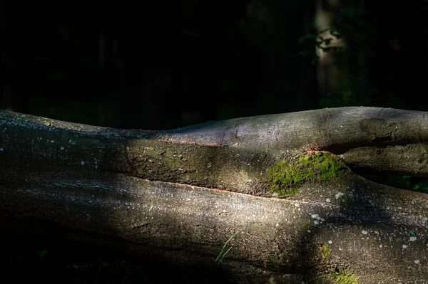 Eine Nahaufnahme Eines Alten Dunklen Urwaldes Mit Dem Kopierraum Bieszczady — Stockfoto