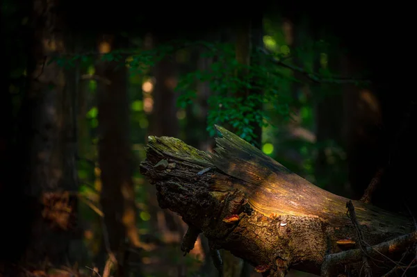 Κοντινό Πλάνο Ενός Παλιού Σκοτεινού Αρχέγονου Δάσους Χώρο Αντιγραφής Εθνικό — Φωτογραφία Αρχείου