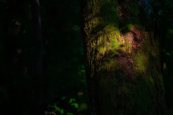 Close Uma Floresta Antiga Escura Primitiva Com Área Espaço Cópia — Fotografia de Stock