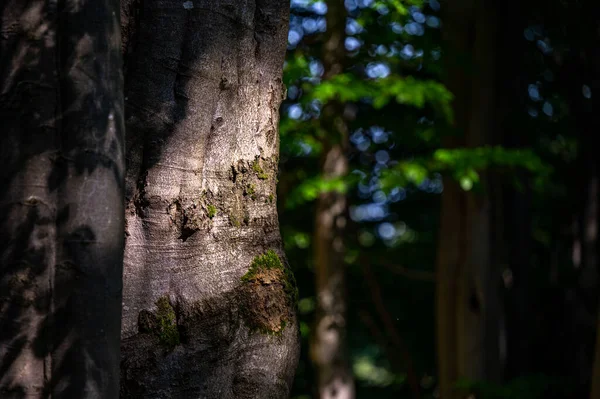 Primer Plano Bosque Antiguo Oscuro Primitivo Con Área Espacio Copia — Foto de Stock