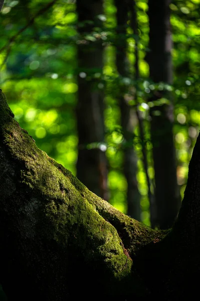 Close Uma Floresta Antiga Escura Primitiva Com Área Espaço Cópia — Fotografia de Stock