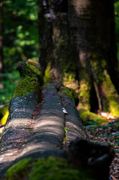 Primer Plano Bosque Antiguo Oscuro Primitivo Con Área Espacio Copia — Foto de Stock