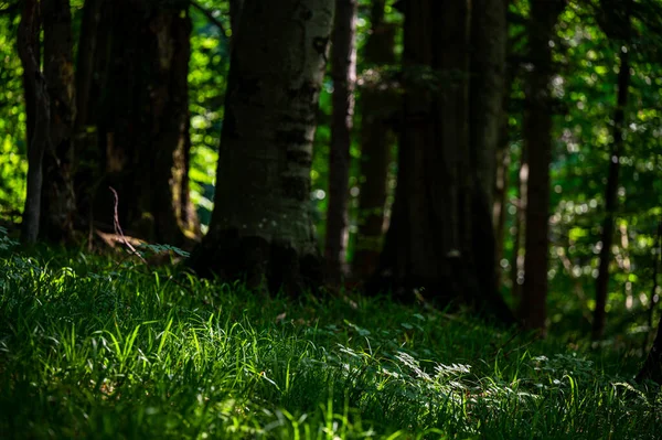 Eine Nahaufnahme Eines Alten Dunklen Urwaldes Mit Dem Kopierraum Bieszczady — Stockfoto