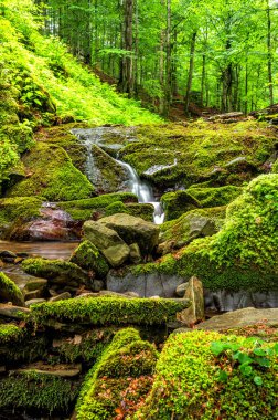 Forest stream in the mountains. Bieszczady National Park, Carpathians, Poland. clipart