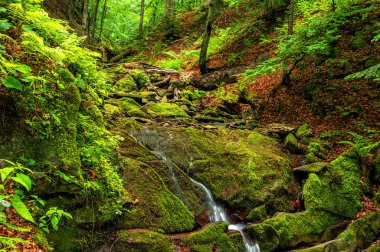 Dağlardaki orman deresi. Bieszczady Ulusal Parkı, Karpatlar, Polonya.