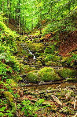 Dağlardaki orman deresi. Bieszczady Ulusal Parkı, Karpatlar, Polonya.